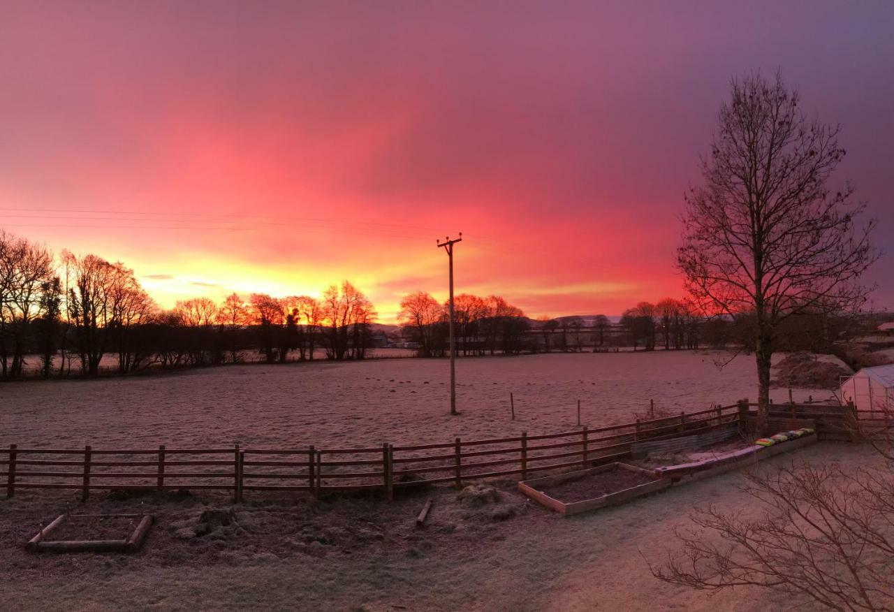 Maesyfelin Isaf B&B Llanybyther Exteriör bild